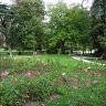 La roseraie du parc Montsouris près de la station météo (entrée rue Emile Deutsch de La Meurthe / boulevard Jourdan)